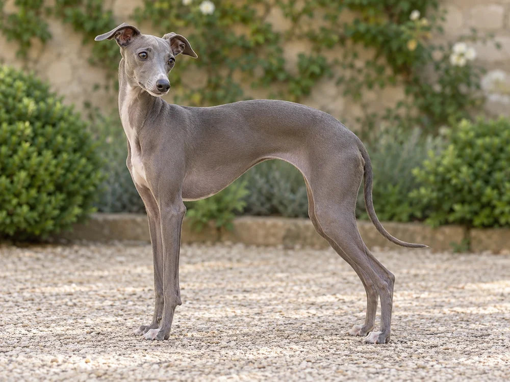 Italian Greyhound