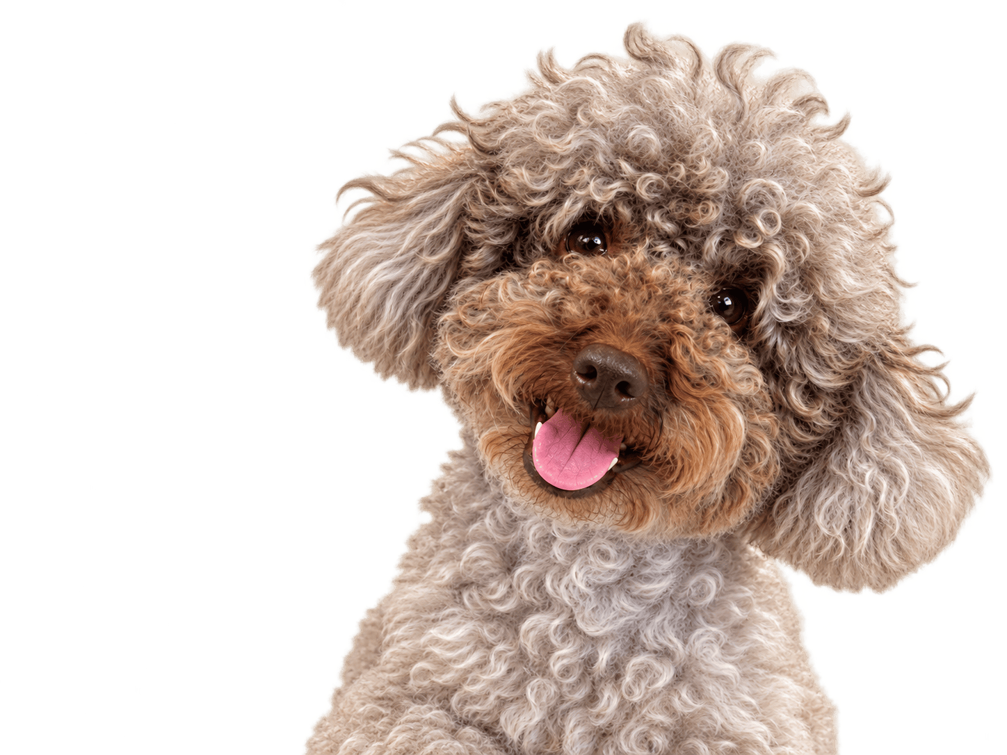 Joyful tricolour dog in sunlit countryside